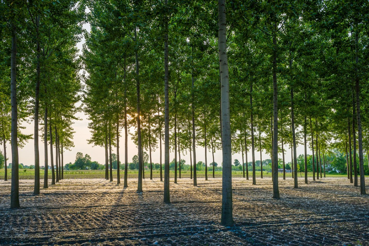 Un pioppeto in primavera